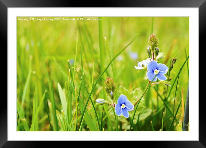  speedwell Framed Mounted Print by Tanya Lowery