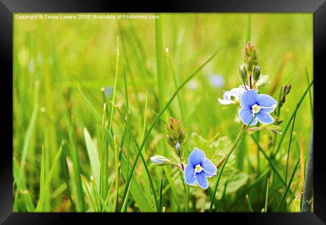  speedwell Framed Print by Tanya Lowery