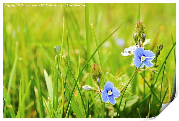  speedwell Print by Tanya Lowery