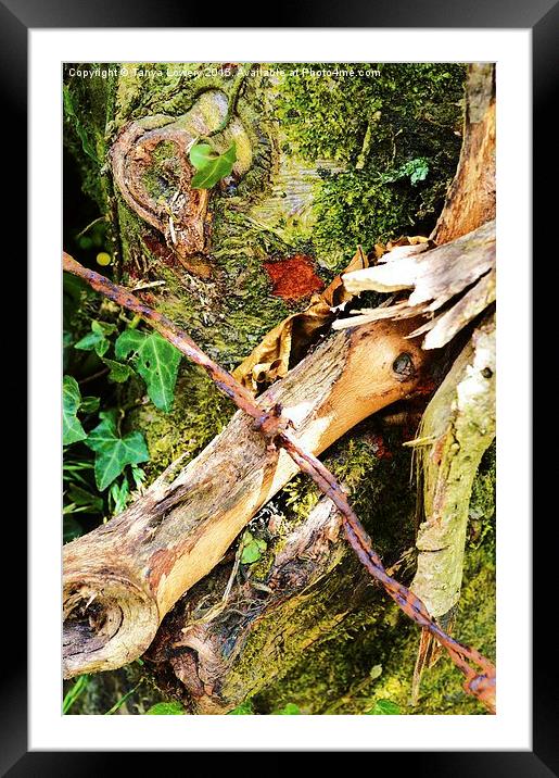  Rusty barb Framed Mounted Print by Tanya Lowery