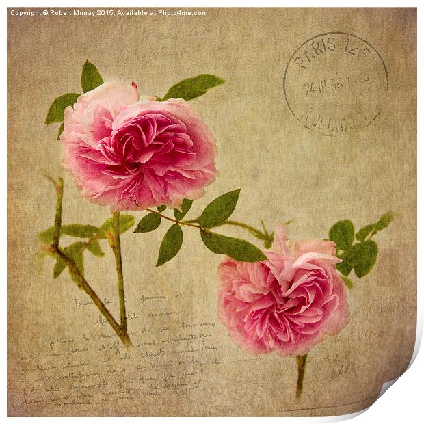  Roses of Paris Print by Robert Murray