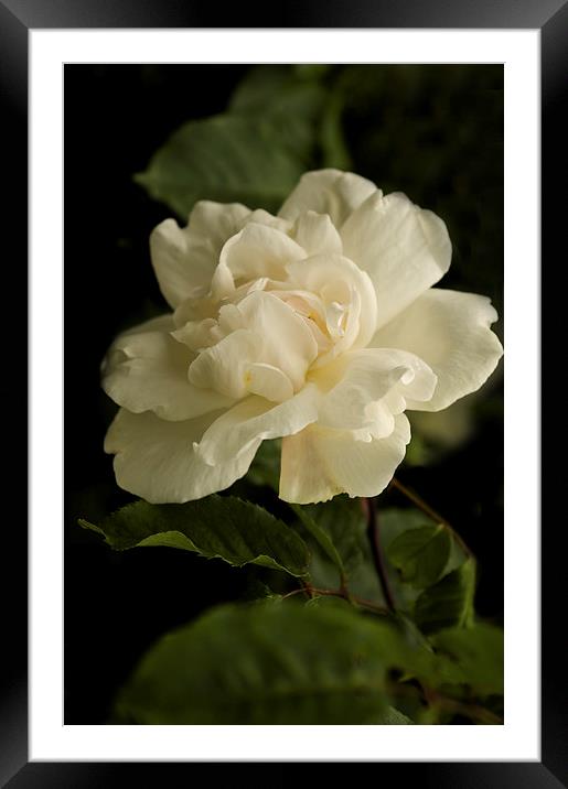 Just One White Rose  Framed Mounted Print by Jacqi Elmslie