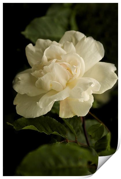 Just One White Rose  Print by Jacqi Elmslie