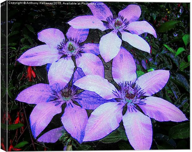  CLEMATIS Canvas Print by Anthony Kellaway
