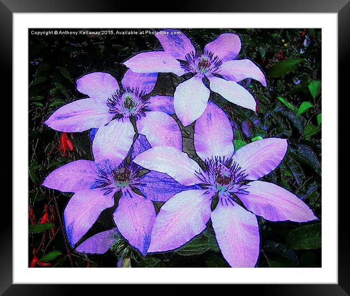  CLEMATIS Framed Mounted Print by Anthony Kellaway