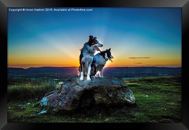 Magical sunset, me & you. Lovely dogs at sunset in Framed Print by Imran Hashmi