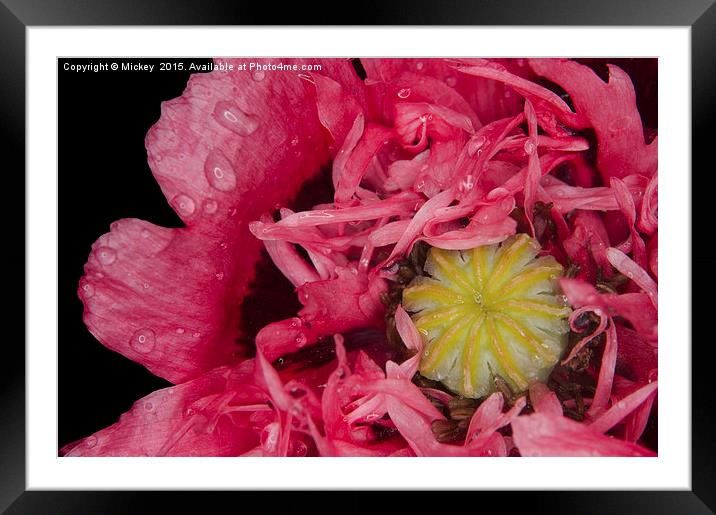 Frilly Poppy In The Rain Framed Mounted Print by rawshutterbug 
