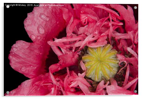 Frilly Poppy In The Rain Acrylic by rawshutterbug 