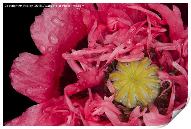 Frilly Poppy In The Rain Print by rawshutterbug 