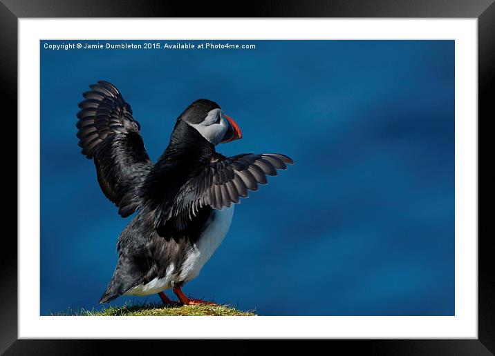  Puffin Framed Mounted Print by Jamie Dumbleton