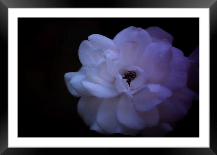  Rose in bloom  Framed Mounted Print by sylvia scotting