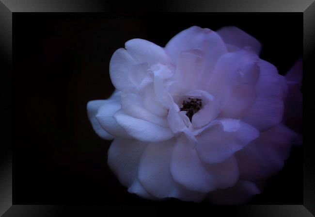  Rose in bloom  Framed Print by sylvia scotting