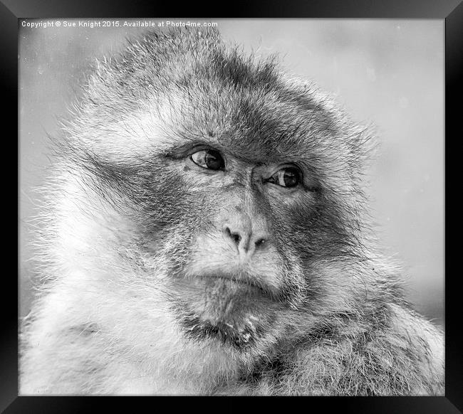  The macaque Monkey Framed Print by Sue Knight