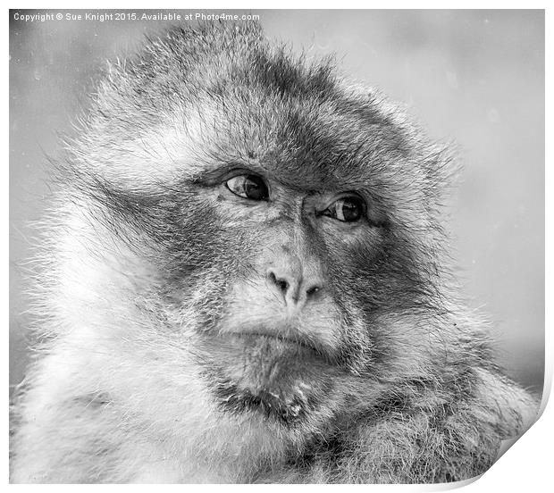  The macaque Monkey Print by Sue Knight