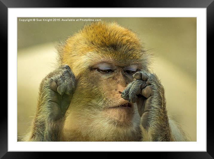  Barbary Macaque Framed Mounted Print by Sue Knight