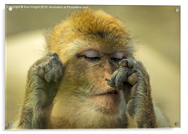  Barbary Macaque Acrylic by Sue Knight