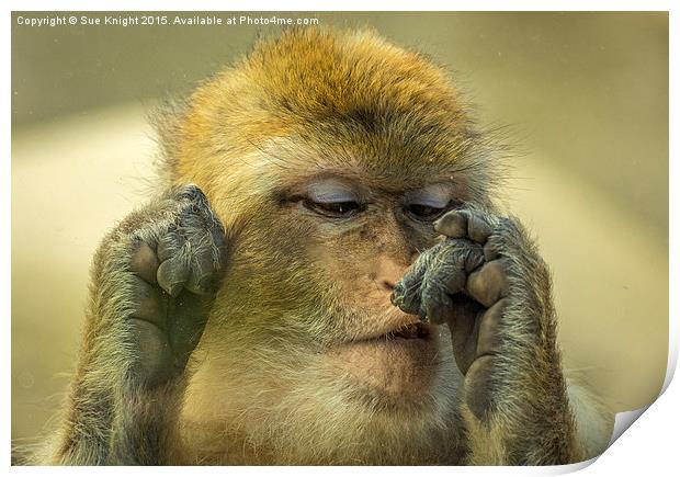  Barbary Macaque Print by Sue Knight