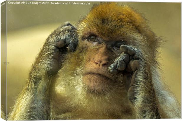  Barbary Macaque  Canvas Print by Sue Knight