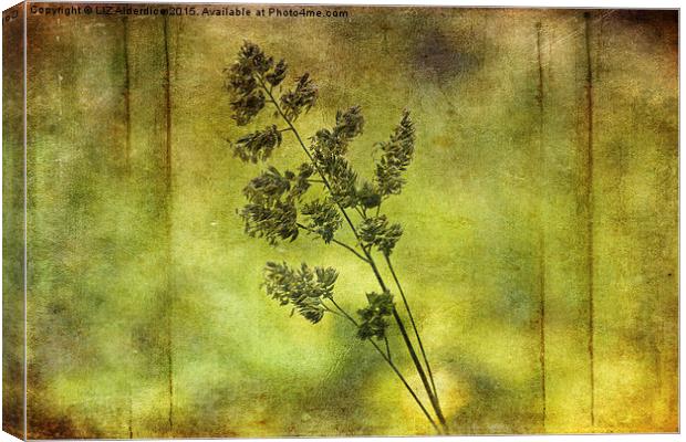  Flowering Grass Canvas Print by LIZ Alderdice