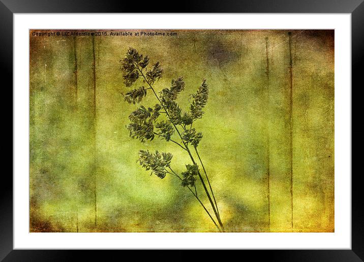  Flowering Grass Framed Mounted Print by LIZ Alderdice