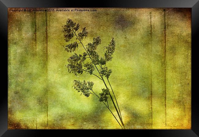  Flowering Grass Framed Print by LIZ Alderdice