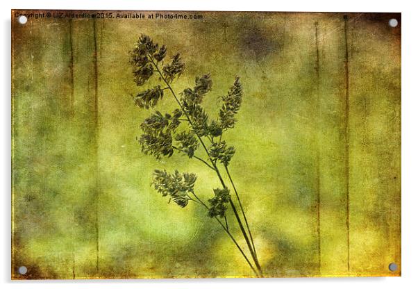  Flowering Grass Acrylic by LIZ Alderdice