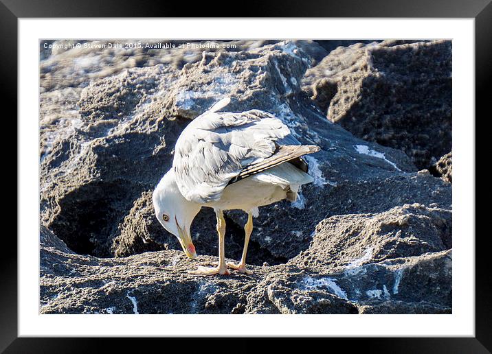 Captivating Seagull Amidst Cascais Rocks Framed Mounted Print by Steven Dale