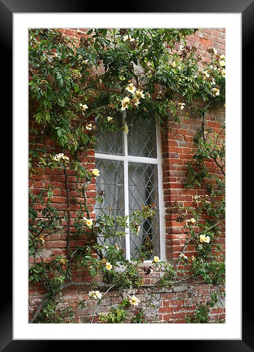 Window and yellow climbing rose Framed Mounted Print by Ruth Hallam