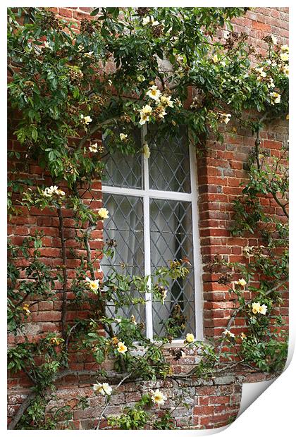 Window and yellow climbing rose Print by Ruth Hallam
