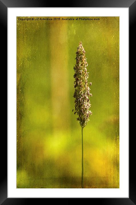  Grass Flower (2) Framed Mounted Print by LIZ Alderdice