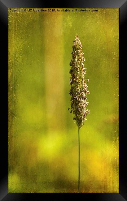  Grass Flower (2) Framed Print by LIZ Alderdice