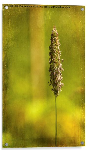  Grass Flower (2) Acrylic by LIZ Alderdice