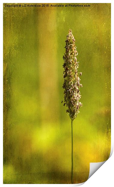  Grass Flower (2) Print by LIZ Alderdice