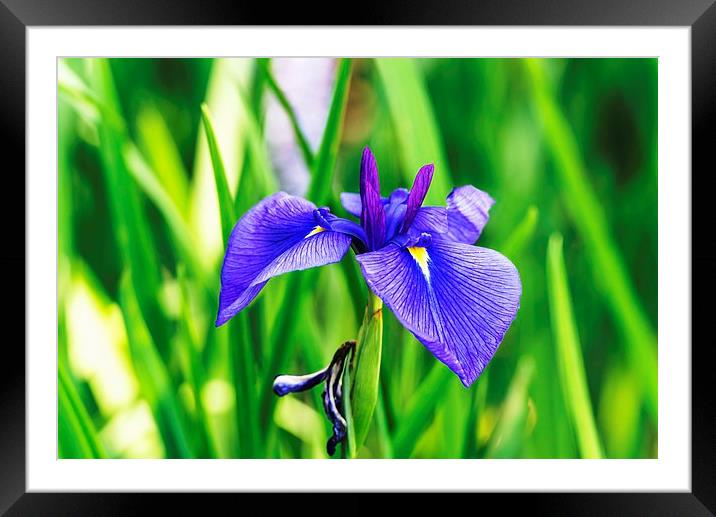  Violet Blue Iris Framed Mounted Print by John Vaughan