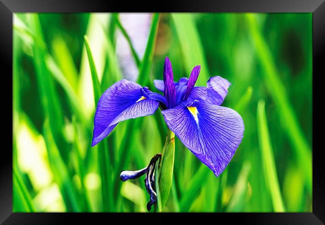  Violet Blue Iris Framed Print by John Vaughan