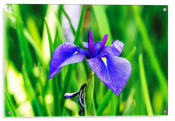  Violet Blue Iris Acrylic by John Vaughan