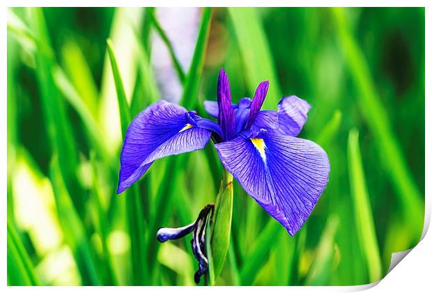  Violet Blue Iris Print by John Vaughan