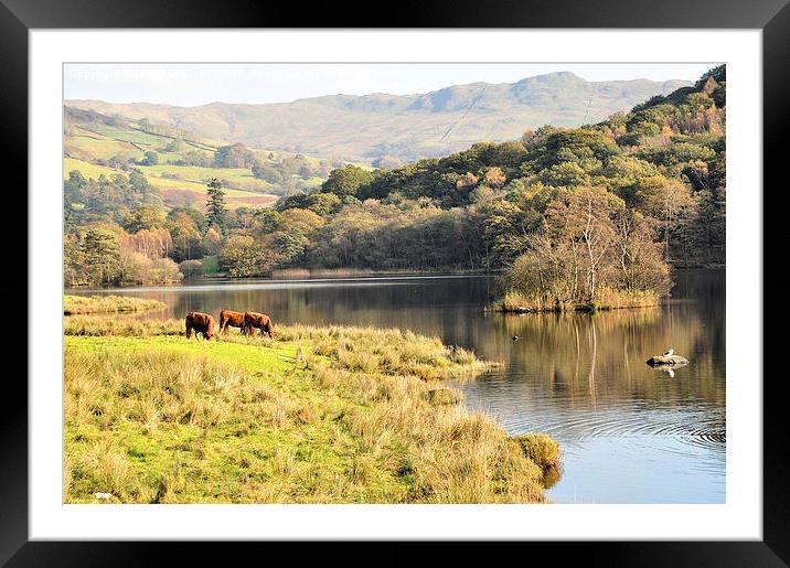  Rydal Water  Framed Mounted Print by Jenny Challinor 