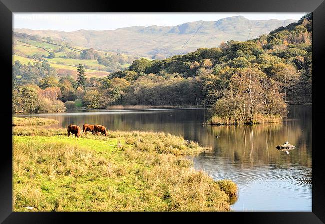  Rydal Water  Framed Print by Jenny Challinor 