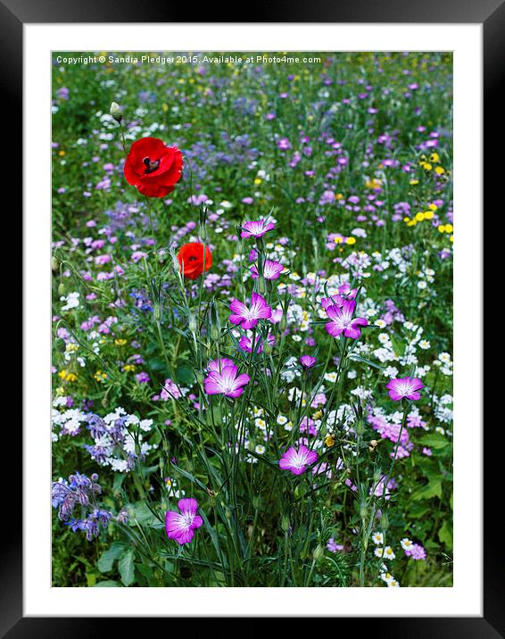  Wild Flower Meadow Framed Mounted Print by Sandra Pledger