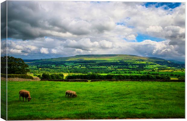  Green Green Grass Of Home Yorkshire. Canvas Print by Marie Castagnoli