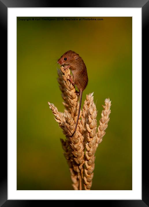  Harvest Mouse 3 Framed Mounted Print by Karl Thompson