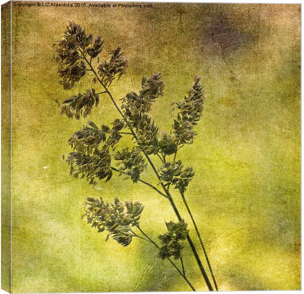  Grass Flower (3) Canvas Print by LIZ Alderdice