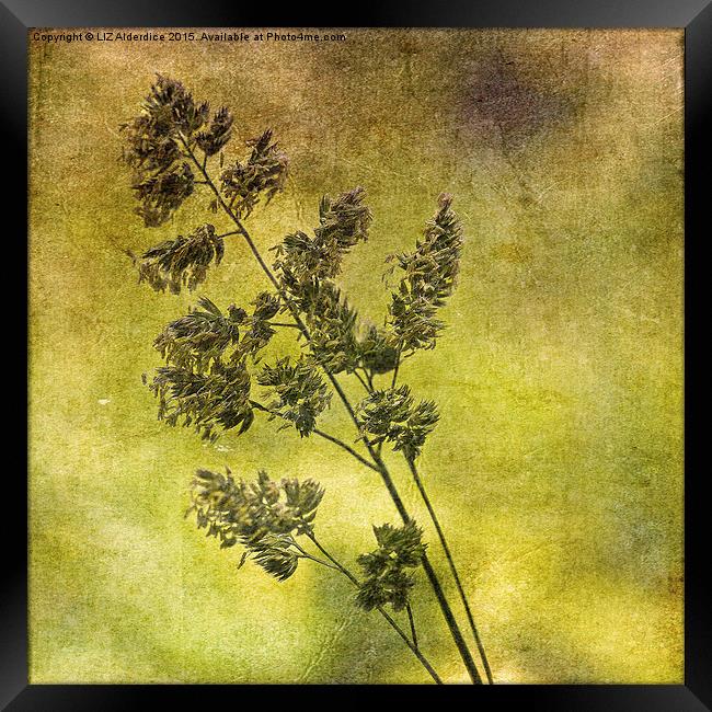  Grass Flower (3) Framed Print by LIZ Alderdice