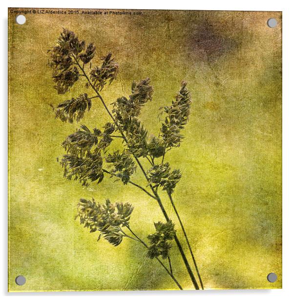 Grass Flower (3) Acrylic by LIZ Alderdice