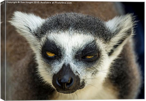  Lemur Canvas Print by Sue Knight