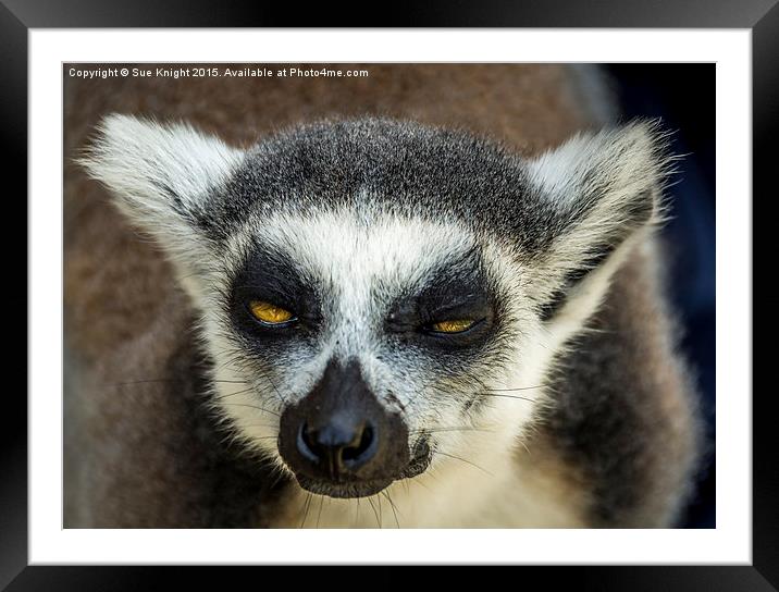  Lemur Framed Mounted Print by Sue Knight