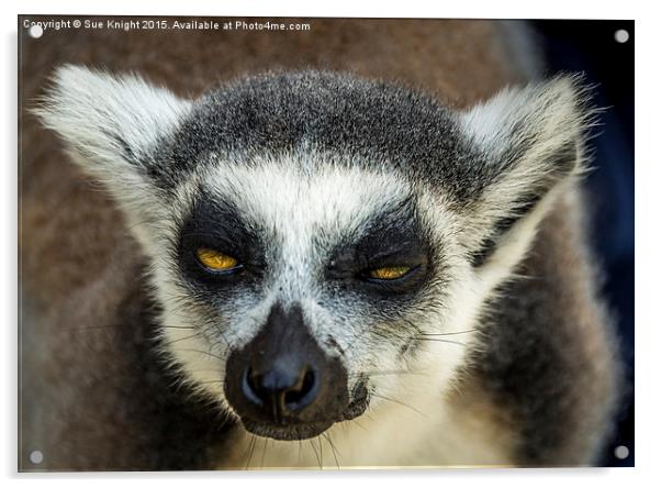  Lemur Acrylic by Sue Knight