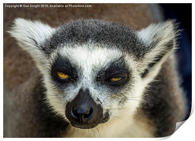  Lemur Print by Sue Knight
