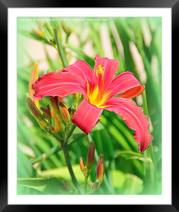  Red Lily Framed Mounted Print by Jacqui Kilcoyne